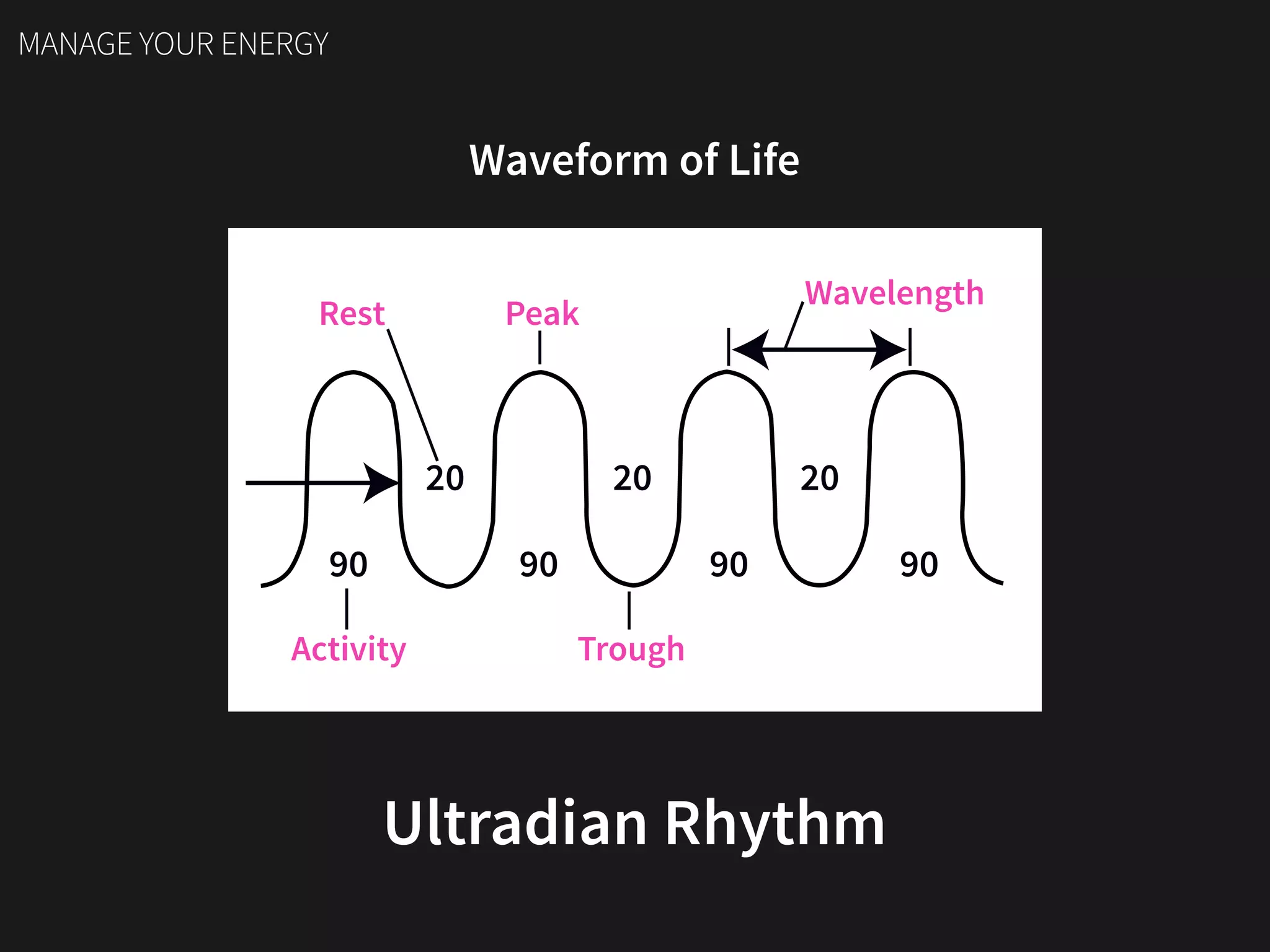 Waveform of Life
Ultradian Rhythm
Activity
Peak
Wavelength
Rest
90
20 20 20
90 90 90
Trough
MANAGE YOUR ENERGY
 