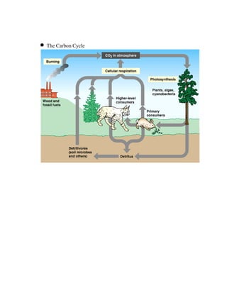 • The Carbon Cycle
 