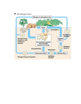• The Nitrogen Cycle
 