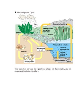 • The Phosphorus Cycle
Your activities any day have profound effects on these cycles, and on
energy cycling in the biosphere.
 