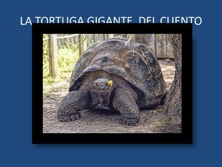 LA TORTUGA GIGANTE DEL CUENTO
 