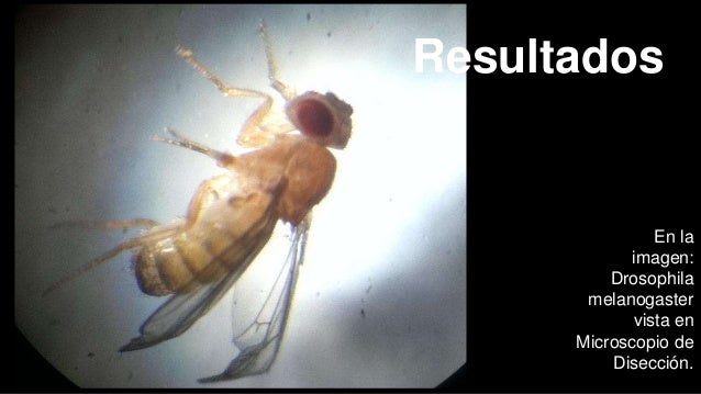 Reporte de trabajo de laboratorio con Drosophila melanogaster 2