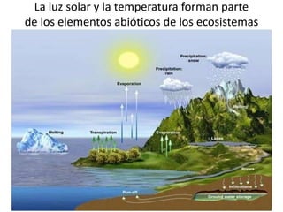 La luz solar y la temperatura forman parte
de los elementos abióticos de los ecosistemas
 