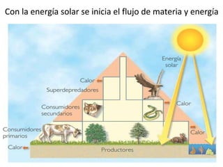 Con la energía solar se inicia el flujo de materia y energía
 