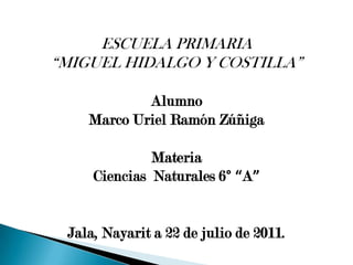 ESCUELA PRIMARIA
“MIGUEL HIDALGO Y COSTILLA”

            Alumno
    Marco Uriel Ramón Zúñiga

              Materia
     Ciencias Naturales 6° “A”


 Jala, Nayarit a 22 de julio de 2011.
 