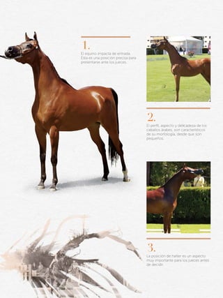 1.

El equino impacta de entrada.
Esta es una posición precisa para
presentarse ante los jueces.

2.

El perfil, aspecto y delicadeza de los
caballos árabes, son característicos
de su morfología, desde que son
pequeños.

3.

La posición de halter es un aspecto
muy importante para los jueces antes
de decidir.

 