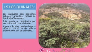 1.9 LOS QUINALES:
Los quinuales son pequeños
árboles y arbustos, nativas de
los Andes Tropicales.
Esta planta se caracteriza por
ser polinizado por el viento.
Algunos árboles pueden llegar a
alcanzar 15-20 m de alto y
troncos con 2 m de diámetro.
 