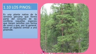 1.10 LOS PINOS:
Es una planta nativa de la
serranía peruana que forma
parte del conjunto de las
coníferas (aquellas especies
que tienen semillas con forma
de cono) y que, por lo general,
tiene un aspecto similar a una
pirámide.
 