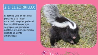 2.1 EL ZORRILLO:
El zorrillo vive en la sierra
peruana y su rasgo
característico principal es el
fuerte y fétido olor que
segregan sus glándulas
anales. Este olor es emitido
cuando se siente
amenazada.
 