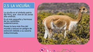 2.5 LA VICUÑA:
La vicuña es el símbolo patrio
del Perú, que vive en las zonas
alto andinas.
Es el más pequeño y hermoso
de los camélidos
sudamericanos.
Posee la lana más fina del
mundo y estuvo en peligro de
extinción debido a su cacería
indiscriminada.
 