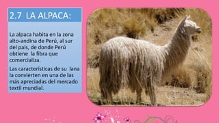 2.7 LA ALPACA:
La alpaca habita en la zona
alto-andina de Perú, al sur
del país, de donde Perú
obtiene la fibra que
comercializa.
Las características de su lana
la convierten en una de las
más apreciadas del mercado
textil mundial.
 