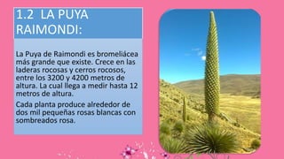 1.2 LA PUYA
RAIMONDI:
La Puya de Raimondi es bromeliácea
más grande que existe. Crece en las
laderas rocosas y cerros rocosos,
entre los 3200 y 4200 metros de
altura. La cual llega a medir hasta 12
metros de altura.
Cada planta produce alrededor de
dos mil pequeñas rosas blancas con
sombreados rosa.
 