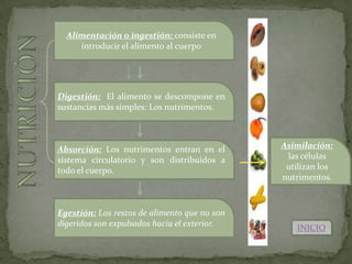 Alimentación o ingestión: consiste en
     introducir el alimento al cuerpo




Digestión: El alimento se descompone en
sustancias más simples: Los nutrimentos.



Absorción: Los nutrimentos entran en el       Asimilación:
sistema circulatorio y son distribuidos a      las células
todo el cuerpo.                                utilizan los
                                              nutrimentos.



Egestión: Los restos de alimento que no son
digeridos son expulsados hacia el exterior.
                                                  INICIO
 