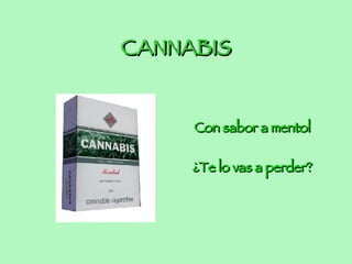 CANNABIS Con sabor a mentol ¿Te lo vas a perder?