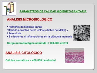 PARÁMETROS DE CALIDAD HIGIÉNICO-SANITARIA
ANÁLISIS MICROBIOLÓGICO
• Hembras domésticas sanas
•Rebaños exentos de brucelosis (fiebre de Malta) y
tuberculosis
• Sin lesiones ni inflamaciones en la glándula mamaria
Carga microbiológica admitida < 100.000 ufc/ml
ANÁLISIS CITOLÓGICO
Células somáticas < 400.000 celulas/ml
 
