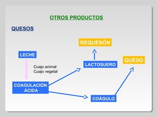 OTROS PRODUCTOS
QUESOS
LECHE
COAGULACIÓN
ÁCIDA
LACTOSUERO
COÁGULO
Cuajo animal
Cuajo vegetal
QUESO
REQUESÓN
 