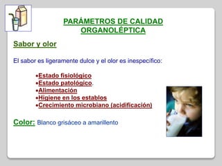 PARÁMETROS DE CALIDAD
ORGANOLÉPTICA
Sabor y olor
El sabor es ligeramente dulce y el olor es inespecífico:
Estado fisiológico
Estado patológico.
Alimentación
Higiene en los establos
Crecimiento microbiano (acidificación)
Color: Blanco grisáceo a amarillento
 