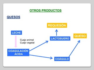 OTROS PRODUCTOS
QUESOS
LECHE
COAGULACIÓN
ÁCIDA
LACTOSUERO
COÁGULO
Cuajo animal
Cuajo vegetal
QUESO
REQUESÓN
 