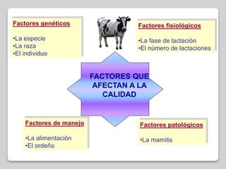 FACTORES QUE
AFECTAN A LA
CALIDAD
Factores genéticos
•La especie
•La raza
•El individuo
Factores fisiológicos
•La fase de lactación
•El número de lactaciones
Factores de manejo
•La alimentación
•El ordeño
Factores patológicos
•La mamitis
 