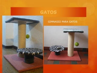 GIMNASIO PARA GATOS
 