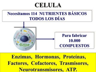 CELULA 
Necesitamos 114 NUTRIENTES BÁSICOS 
TODOS LOS DÍAS 
Para fabricar 
10.000 
COMPUESTOS 
Enzimas, Hormonas, Proteínas, 
Factores, Cofactores, Trasmisores, 
Neurotransmisores, ATP. 
 