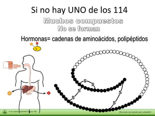 Si no hay UNO de los 114 
Hormonas= cadenas de aminoácidos, polipéptidos 
 
