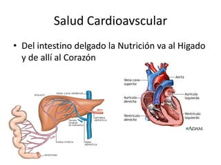 Salud Cardioavscular 
• Del intestino delgado la Nutrición va al Higado 
y de allí al Corazón 
 