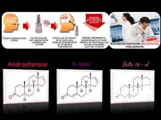 Androsterone   A - keto   Delta 16 - ol
 