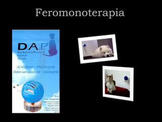 Feromonoterapia
 