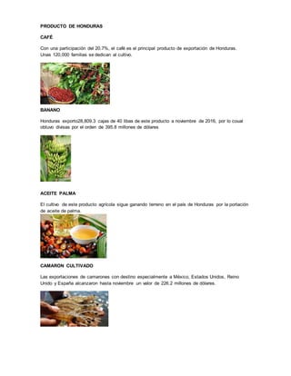 PRODUCTO DE HONDURAS
CAFÉ
Con una participación del 20.7%, el café es el principal producto de exportación de Honduras.
Unas 120,000 familias se dedican al cultivo.
BANANO
Honduras exporto28,809.3 cajas de 40 libas de este producto a noviembre de 2016, por lo coual
obtuvo divisas por el orden de 395.8 millones de dólares
ACEITE PALMA
El cultivo de este producto agrícola sigue ganando terreno en el país de Honduras por la portación
de aceite de palma.
CAMARON CULTIVADO
Las exportaciones de camarones con destino especialmente a México, Estados Unidos, Reino
Unido y España alcanzaron hasta noviembre un valor de 226.2 millones de dólares.
 