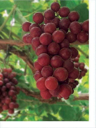 |11
10 11 |11
            UvaTablegrape
 