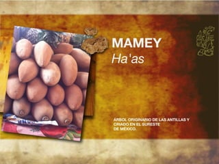 Productos endémicos de Yucatán