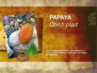 Productos endémicos de Yucatán