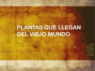 Productos endémicos de Yucatán