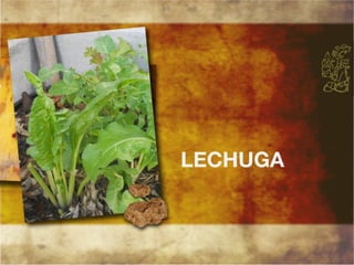 Productos endémicos de Yucatán