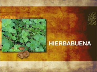 Productos endémicos de Yucatán