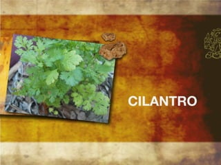 Productos endémicos de Yucatán