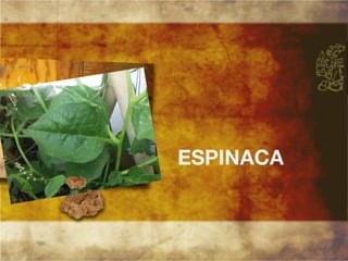 Productos endémicos de Yucatán