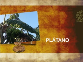 Productos endémicos de Yucatán