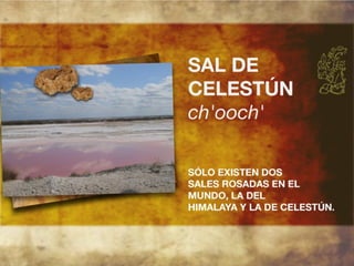 Productos endémicos de Yucatán