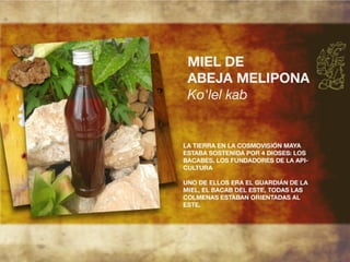 Productos endémicos de Yucatán