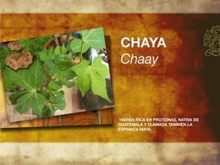 Productos endémicos de Yucatán