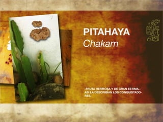 Productos endémicos de Yucatán