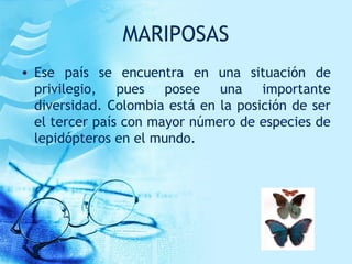 MARIPOSAS
• Ese país se encuentra en una situación de
privilegio, pues posee una importante
diversidad. Colombia está en la posición de ser
el tercer país con mayor número de especies de
lepidópteros en el mundo.
 