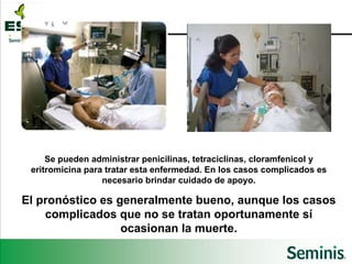 Se pueden administrar penicilinas, tetraciclinas, cloramfenicol y eritromicina para tratar esta enfermedad. En los casos complicados es necesario brindar cuidado de apoyo. El pronóstico es generalmente bueno, aunque los casos complicados que no se tratan oportunamente sí ocasionan la muerte. 