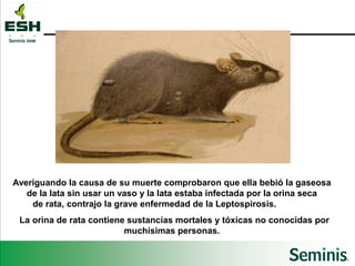 Averiguando la causa de su muerte comprobaron que ella bebió la gaseosa de la lata sin usar un vaso y la lata estaba infectada por la orina seca de rata, contrajo la grave enfermedad de la Leptospirosis.  La orina de rata contiene sustancias mortales y tóxicas no conocidas por muchísimas personas. 