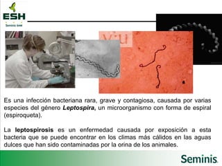 Es una infección bacteriana rara, grave y contagiosa, causada por varias especies del género  Leptospira ,  un microorganismo con forma de espiral (espiroqueta). La  leptospirosis  es un enfermedad causada por exposición a esta bacteria que se puede encontrar en los climas más cálidos en las aguas dulces que han sido contaminadas por la orina de los animales. 