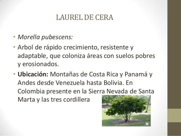 Productos forestales no maderables