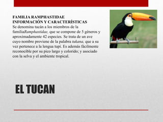 EL TUCAN
FAMILIA RAMPHASTIDAE
INFORMACIÓN Y CARACTERÍSTICAS
Se denomina tucán a los miembros de la
familiaRamphastidae, que se compone de 5 géneros y
aproximadamente 42 especies. Se trata de un ave
cuyo nombre proviene de la palabra tukana, que a su
vez pertenece a la lengua tupí. Es además fácilmente
reconocible por su pico largo y colorido; y asociado
con la selva y el ambiente tropical.
 