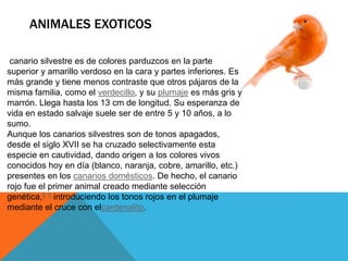 ANIMALES EXOTICOS
canario silvestre es de colores parduzcos en la parte
superior y amarillo verdoso en la cara y partes inferiores. Es
más grande y tiene menos contraste que otros pájaros de la
misma familia, como el verdecillo, y su plumaje es más gris y
marrón. Llega hasta los 13 cm de longitud. Su esperanza de
vida en estado salvaje suele ser de entre 5 y 10 años, a lo
sumo.
Aunque los canarios silvestres son de tonos apagados,
desde el siglo XVII se ha cruzado selectivamente esta
especie en cautividad, dando origen a los colores vivos
conocidos hoy en día (blanco, naranja, cobre, amarillo, etc.)
presentes en los canarios domésticos. De hecho, el canario
rojo fue el primer animal creado mediante selección
genética,8 9 introduciendo los tonos rojos en el plumaje
mediante el cruce con elcardenalito.
 